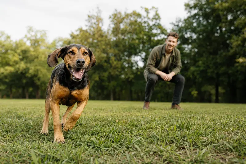 Ein gesunder Gonczy Polski Hund läuft voller Freude über eine grüne Wiese, während sein Besitzer im Hintergrund mit ihm spielt.