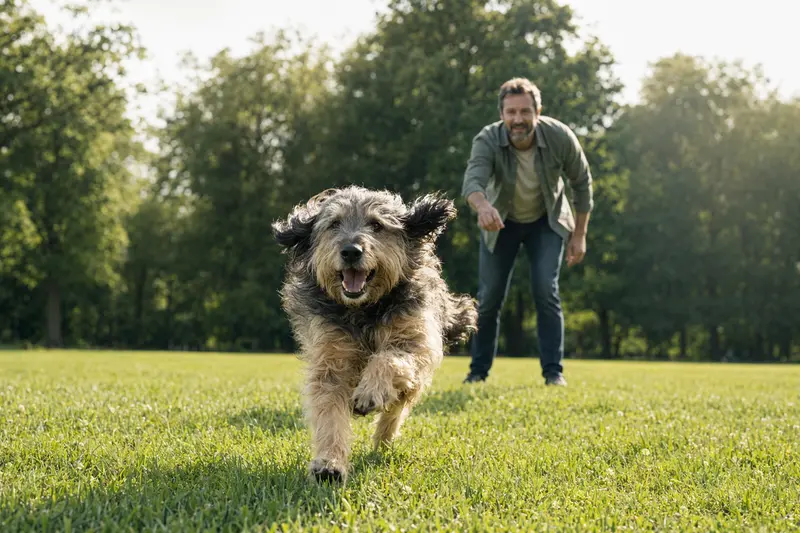 Ein aktiver Gos d'Atura Català Hund läuft fröhlich über eine grüne Wiese, während sein Besitzer im Hintergrund spielt.