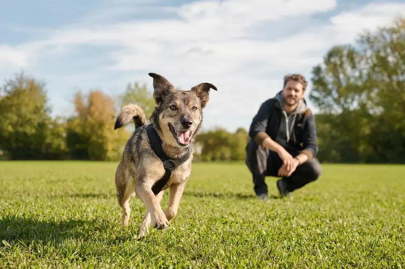 Ein vitaler Gos Rater Valencia Hund läuft fröhlich über eine grüne Wiese im Park, während sein Besitzer im Hintergrund mit ihm spielt.