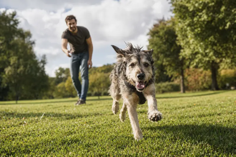 Ein lebhafter Grahund sprintet glücklich über eine grüne Wiese, während sein Besitzer im Hintergrund mit ihm spielt, an einem sonnigen Tag.