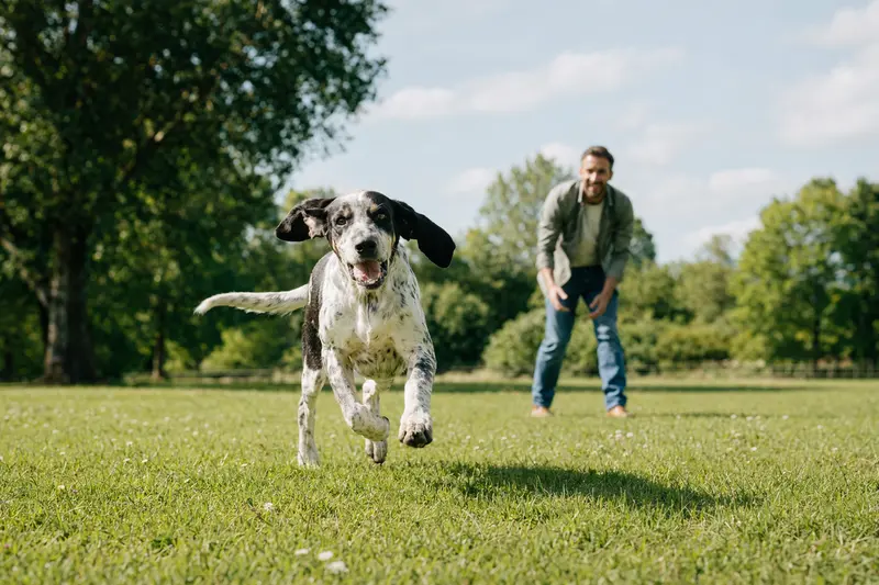 Ein Grand Gascon Saintongeois Hund läuft fröhlich über eine grüne Wiese, während sein Besitzer im Hintergrund mit ihm spielt.