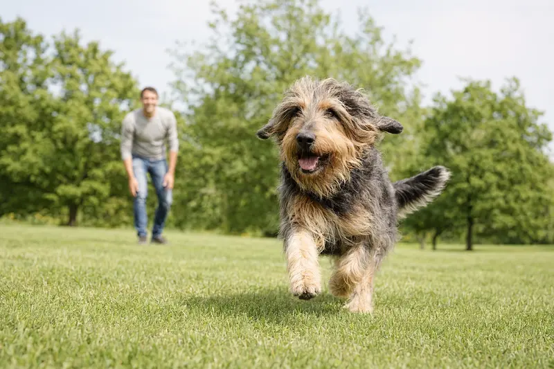 Ein fröhlicher Grand Griffon Nivernais springt über eine grüne Wiese, während sein Besitzer im Hintergrund mit ihm spielt.