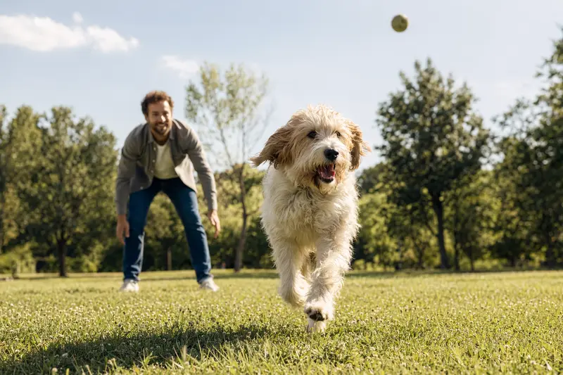 Ein Grand Griffon Vendeen Hund sprintet über eine grüne Wiese, während sein Besitzer glücklich mit ihm spielt.
