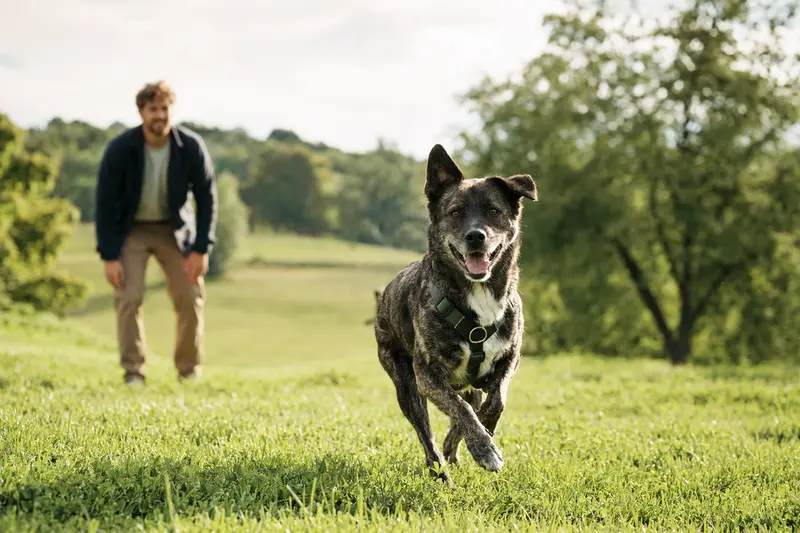 Ein gesunder Great Japanese Dog läuft fröhlich über eine grüne Wiese, während sein Besitzer im Hintergrund spielt.