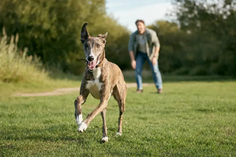 Ein froher Greyhound läuft über eine grüne Wiese, während sein Besitzer im Hintergrund mit ihm spielt und gesunde Aktivität geniesst.