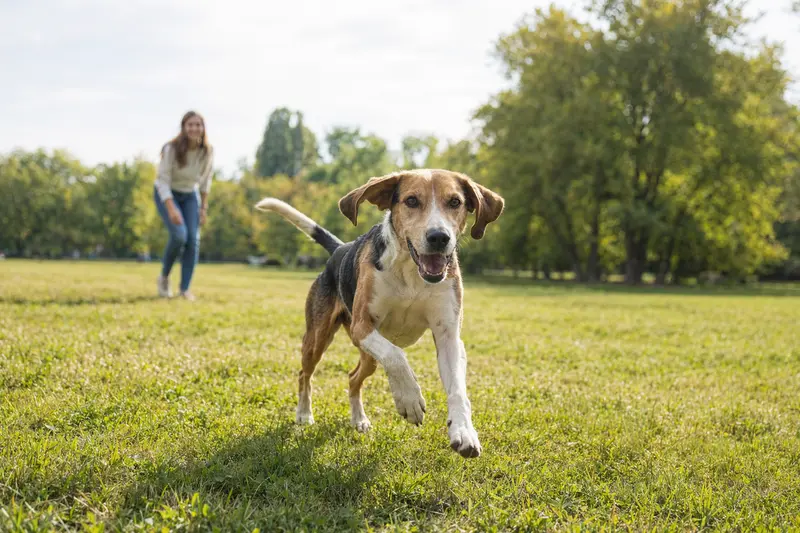 Ein vitaler Griechischer Laufhund spielt fröhlich auf einer grünen Wiese, während sein Besitzer im Hintergrund mit ihm interagiert.