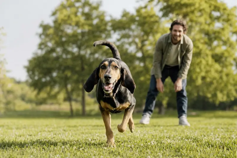 Ein vitaler Griechischer Spürhund läuft fröhlich über eine grüne Wiese, während sein Besitzer im Hintergrund spielt.