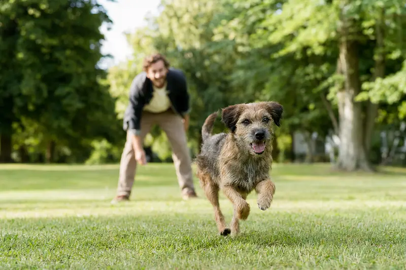 Ein vitaler Griffon a Poil Dur Hund läuft fröhlich über eine grüne Wiese, während sein Besitzer im Hintergrund mit ihm spielt.