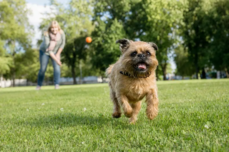 Ein vitaler Griffon Belge Hund springt über eine grüne Wiese, während sein Besitzer im Hintergrund spielt.