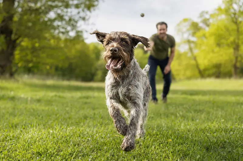 Ein vitals Griffon d'arrêt à poil dur Hund läuft fröhlich über eine grüne Wiese, während sein Besitzer im Hintergrund spielt.