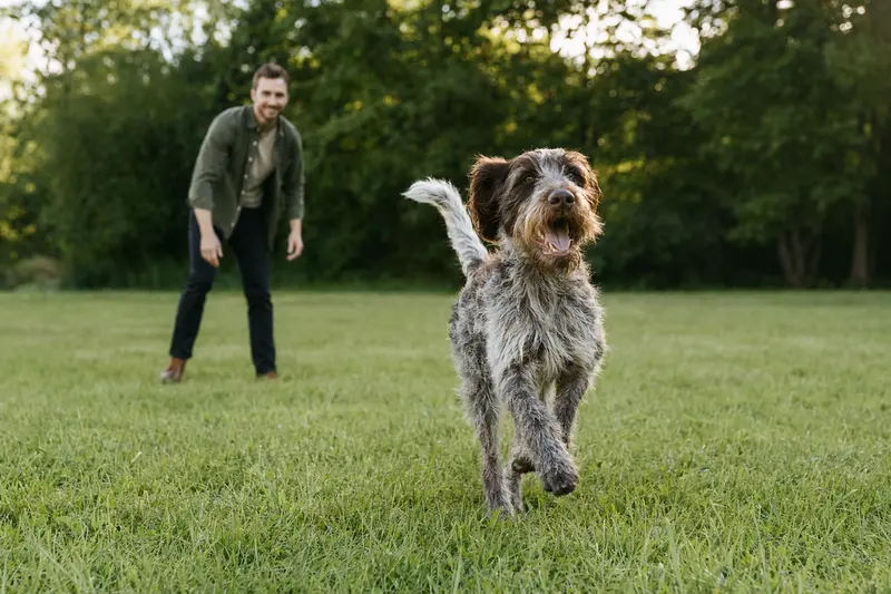 Ein fröhlicher Griffon Korthals Hund läuft über eine grüne Wiese, während sein Besitzer im Hintergrund spielt.