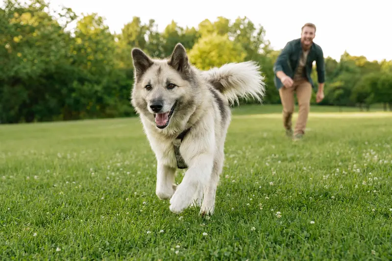 Ein fröhlicher Grönlandhund läuft über eine grüne Wiese, während sein Besitzer im Hintergrund mit ihm spielt.