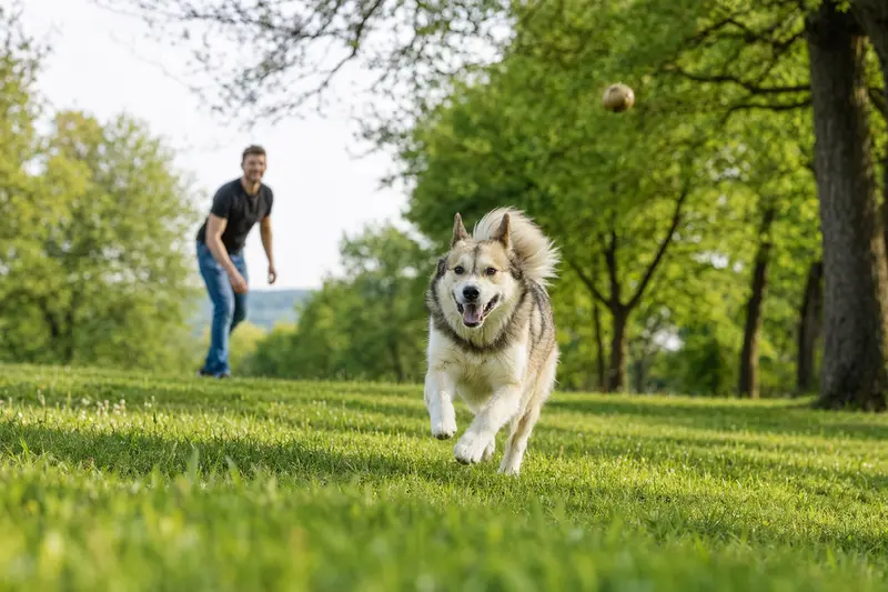 Ein Grönlandshund läuft fröhlich über eine grüne Wiese, während sein Besitzer im Hintergrund spielt.