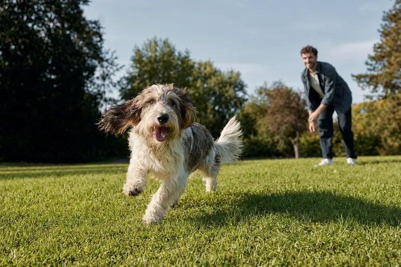 Ein Großer Basset Griffon Vendéen läuft fröhlich über eine grüne Wiese, während sein Besitzer im Hintergrund spielt.