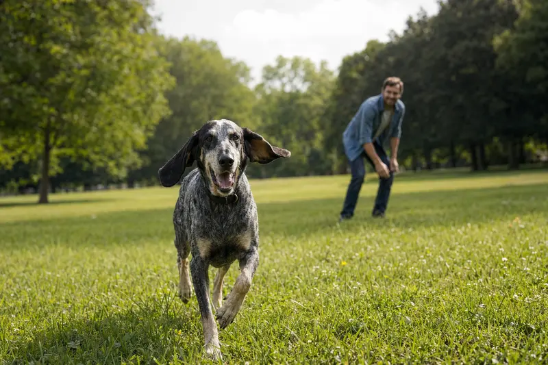 Ein gesunder Großer Blauer Gascogner Laufhund läuft fröhlich über eine grüne Wiese im Park, während sein Besitzer im Hintergrund mit ihm spielt.