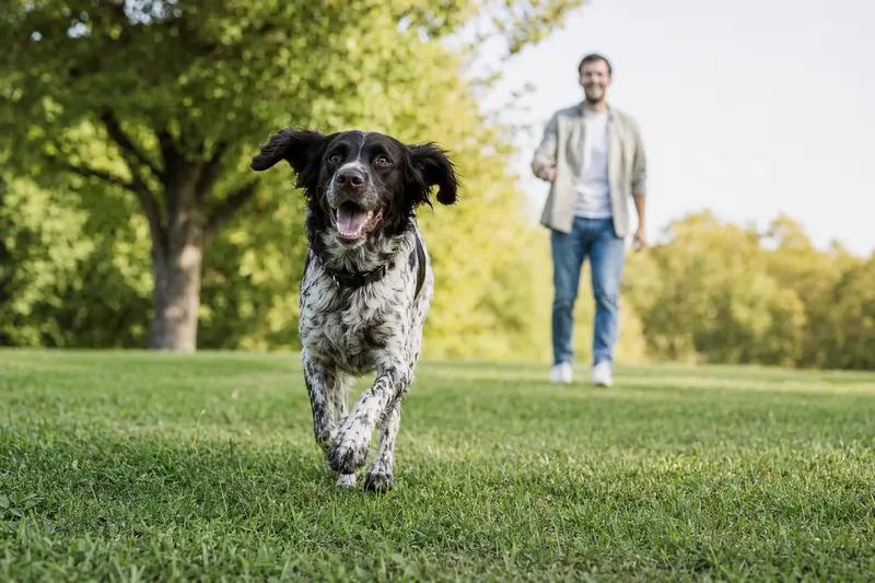 Ein lebhafter Großer Münsterländer Hund spielt fröhlich mit seinem Besitzer auf einer grünen Wiese.