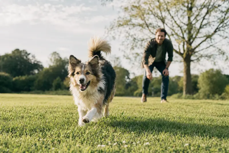 Ein fröhlicher Großspitz Hund läuft voller Vitalität über eine grüne Wiese, während sein Besitzer im Hintergrund spielt.