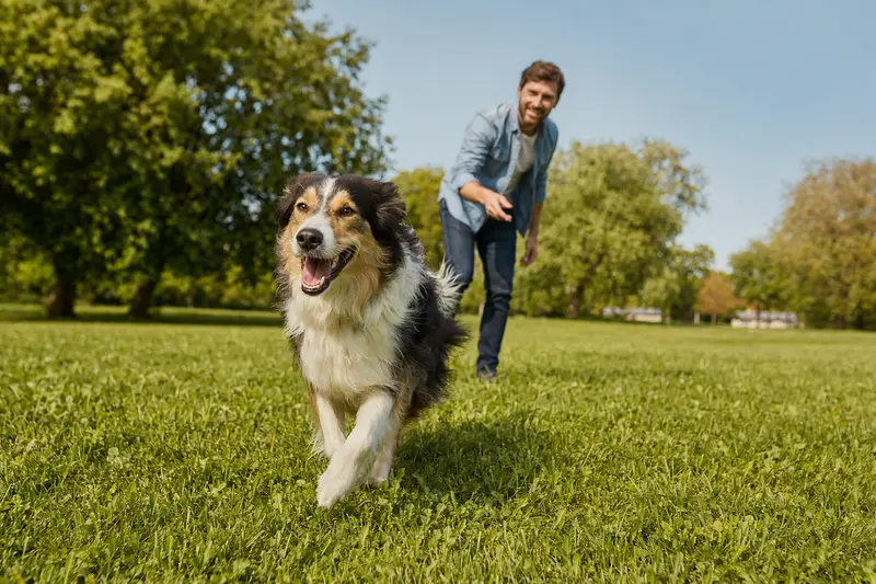 Ein fröhlicher Hairy Mou ed Collie Hund rennt über eine grüne Wiese, während sein Besitzer im Hintergrund spielt, was ein gesundes und aktives Leben symbolisiert.