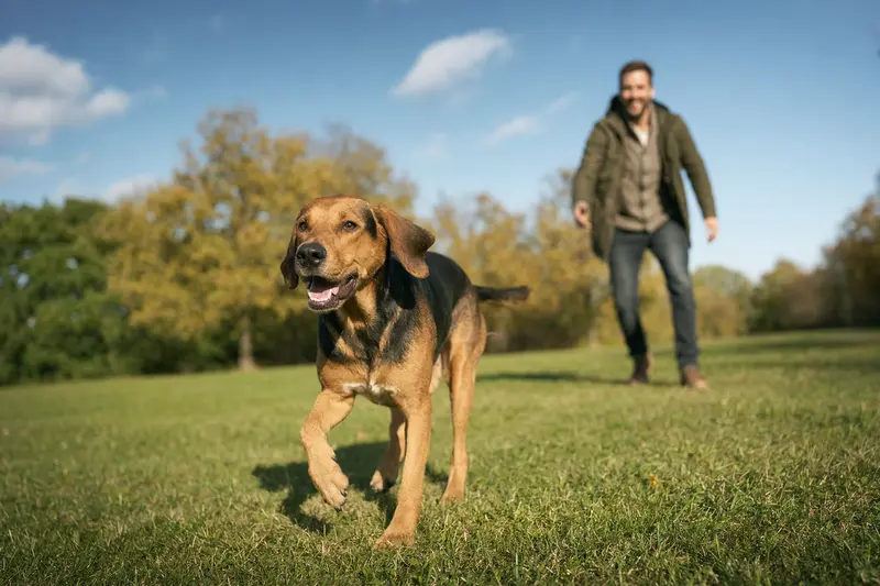 Ein Halden-Stövare Hund läuft fröhlich über eine grüne Wiese im Park, während sein Besitzer im Hintergrund spielt.