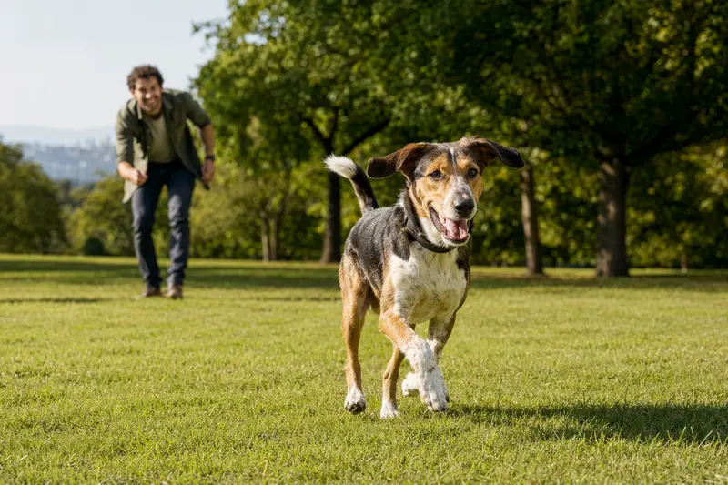 Ein Haldenstövare Hund spielt fröhlich auf einer grünen Wiese im Park.