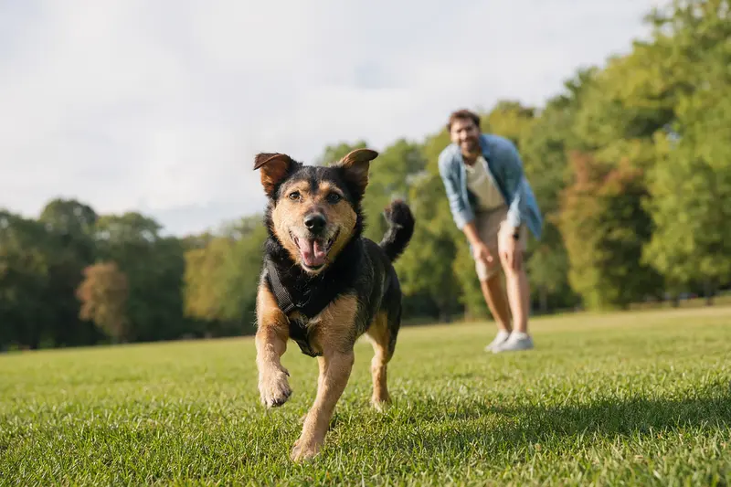 Ein Haldenstover Hund läuft freudig über eine Wiese, während sein Besitzer im Hintergrund spielt.