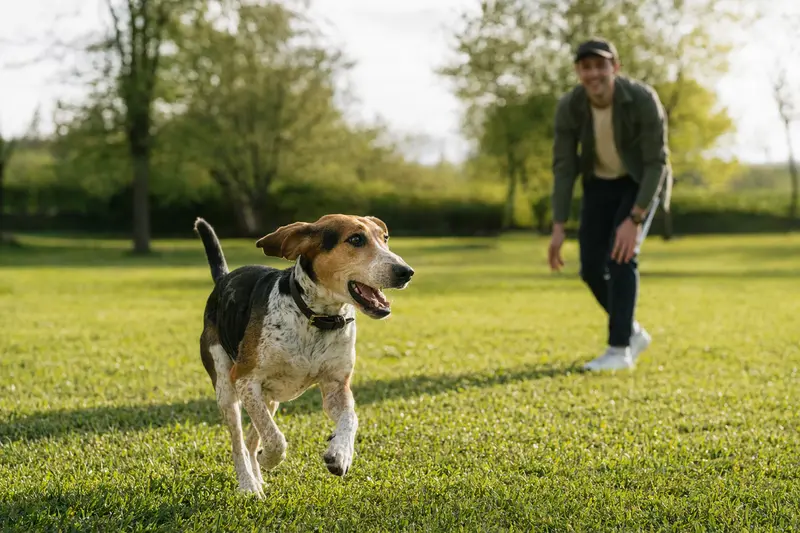 Ein Hamilton-Laufhund läuft glücklich über eine grüne Wiese, während sein Besitzer im Hintergrund spielt.