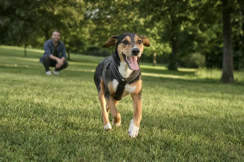 Ein Hamiltonstövare Hund läuft fröhlich über eine grüne Wiese, während sein Besitzer im Hintergrund mit ihm spielt und die Sonne scheint.