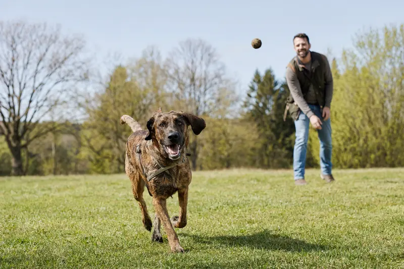 Ein fröhlicher Hannoverscher Schweißhund läuft über eine grüne Wiese, während sein Besitzer im Hintergrund mit ihm spielt.