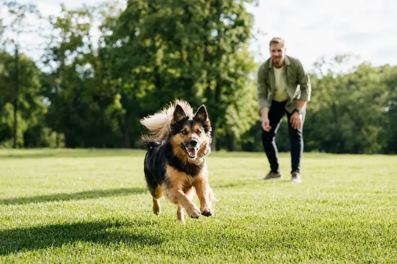 Ein vitaler Harzer Fuchs Hund läuft fröhlich über eine grüne Wiese, während sein Besitzer im Hintergrund mit ihm spielt.
