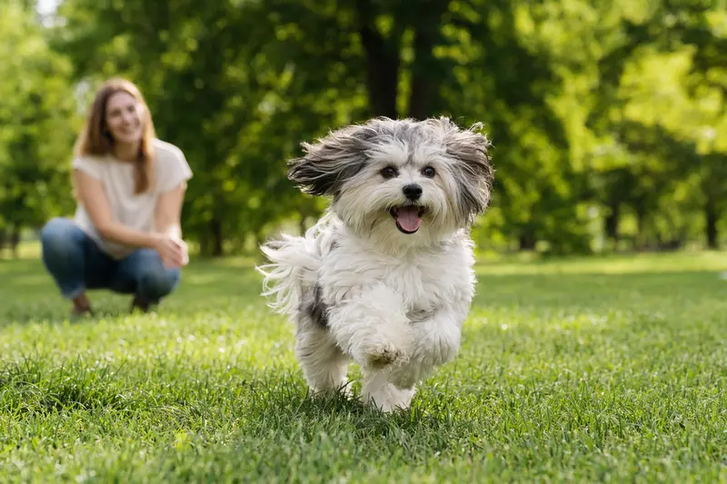 Ein lebensfroher Havaneser Hund rennt fröhlich über eine grüne Wiese, während sein Besitzer im Hintergrund mit ihm spielt.