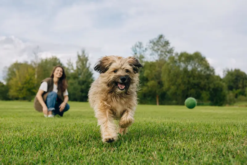 Ein lebhafter Hawaiian Poi Dog Hund läuft fröhlich über eine grüne Wiese, während sein Besitzer im Hintergrund mit ihm spielt.