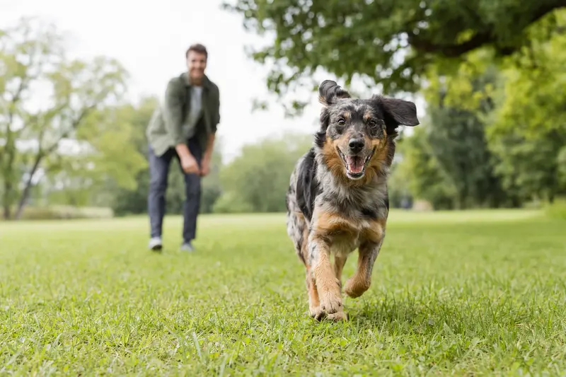 Ein fröhlicher Heidewachtel Hund läuft über eine grüne Wiese, während sein Besitzer im Hintergrund spielt.