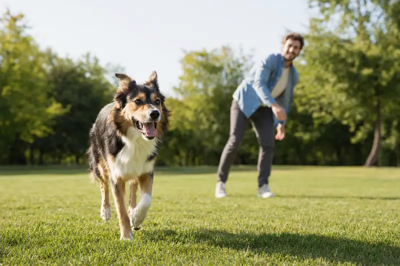 Ein fröhlicher Herder Hund läuft über eine grüne Wiese, während sein Besitzer im Hintergrund mit ihm spielt.