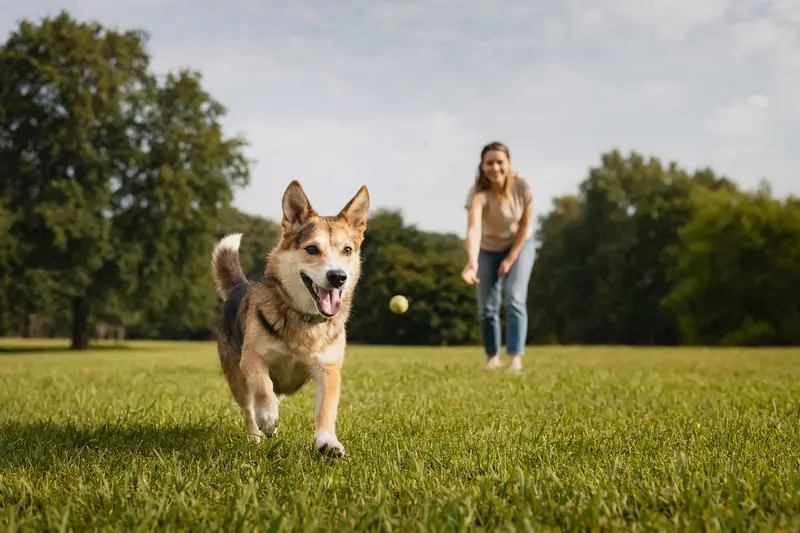 Ein Hokkaido Hund läuft fröhlich über eine grüne Wiese, während sein Besitzer im Hintergrund spielt.