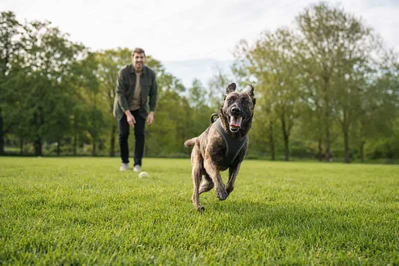 Ein vitaler Holländischer Schäferhund läuft fröhlich über eine grüne Wiese, während sein Besitzer im Hintergrund mit ihm spielt.