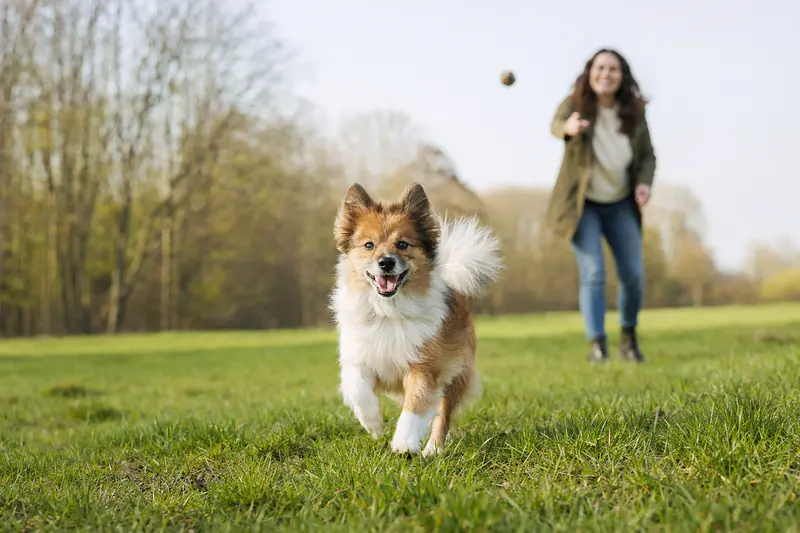 Ein vitaler Holländischer Spitz Hund läuft fröhlich über eine grüne Wiese, während sein Besitzer im Hintergrund mit ihm spielt.