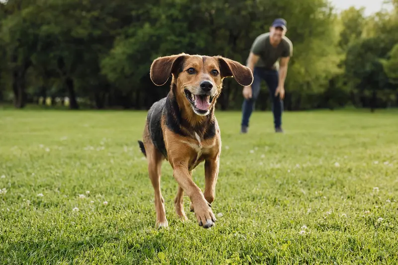Ein fröhlicher Holzbracke Hund läuft über eine grüne Wiese, während sein Besitzer im Hintergrund spielt.