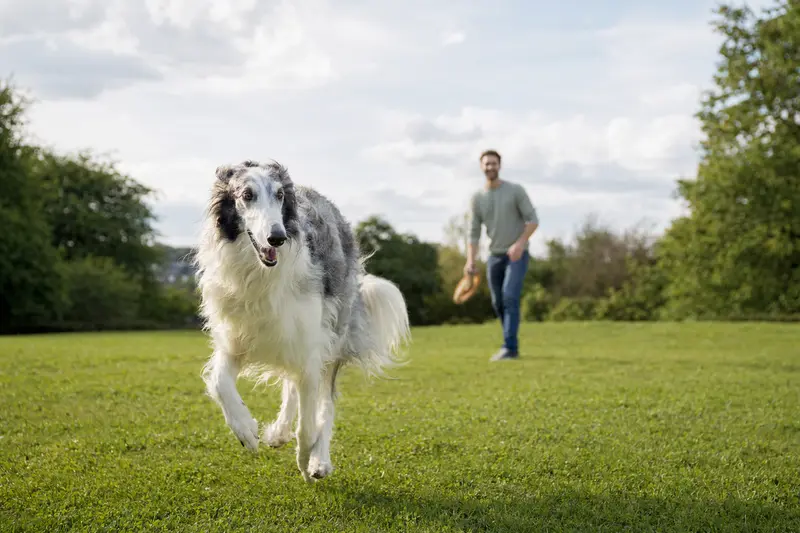 Ein fröhlicher Hortaya Borzaya Hund läuft über eine grüne Wiese, während sein Besitzer im Hintergrund mit ihm spielt.