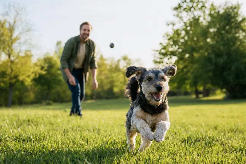 Ein vitaler Hund läuft fröhlich über die grüne Wiese im Park, während sein Besitzer im Hintergrund mit ihm spielt.
