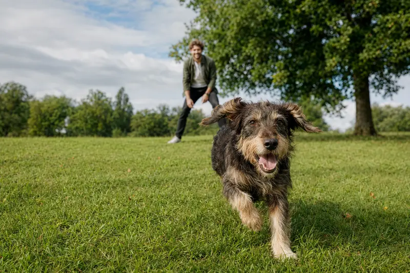 Ein vitaler Hound Hund spielt fröhlich auf einer grünen Wiese mit seinem Besitzer im Hintergrund.
