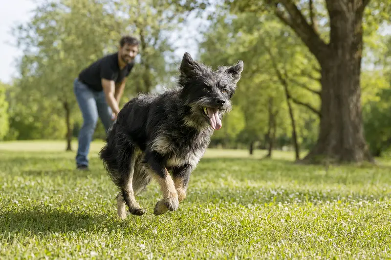 Ein vitaler Hrvatski Ovcar Hund läuft fröhlich über eine grüne Wiese, während sein Besitzer im Hintergrund spielt.