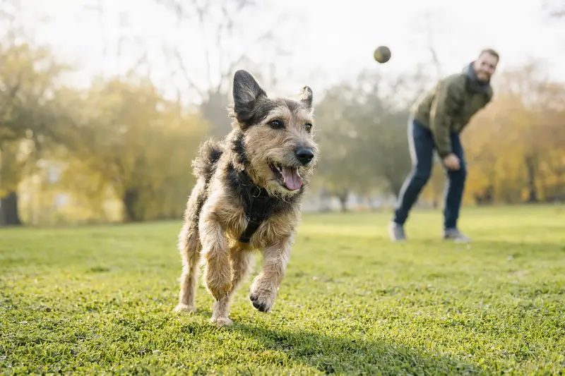 Ein fröhlicher Hubertushund läuft durch eine grüne Wiese, während sein Besitzer im Hintergrund mit ihm spielt.