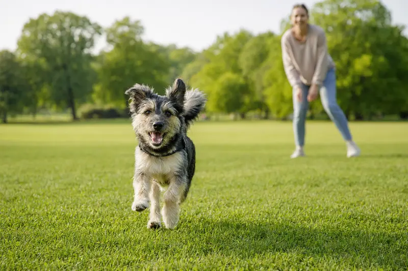 Ein fröhlicher Hygienhund läuft über eine grüne Wiese, während sein Besitzer im Hintergrund mit ihm spielt.