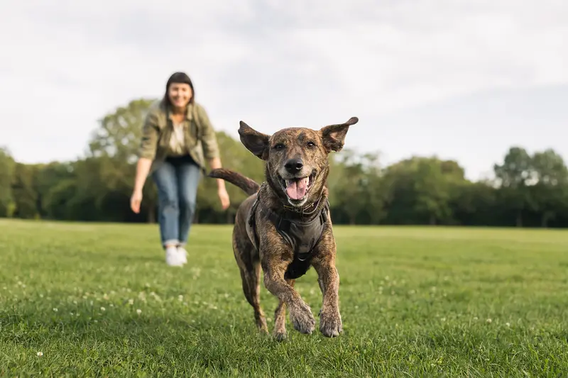 Ein vitaler Hygienelaufhund läuft fröhlich über eine grüne Wiese, während sein Besitzer im Hintergrund mit ihm spielt.
