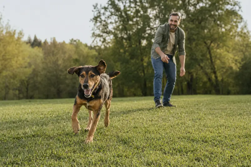 Ein Ilirski Gonic Hund läuft fröhlich über eine grüne Wiese, während sein Besitzer im Hintergrund spielt.