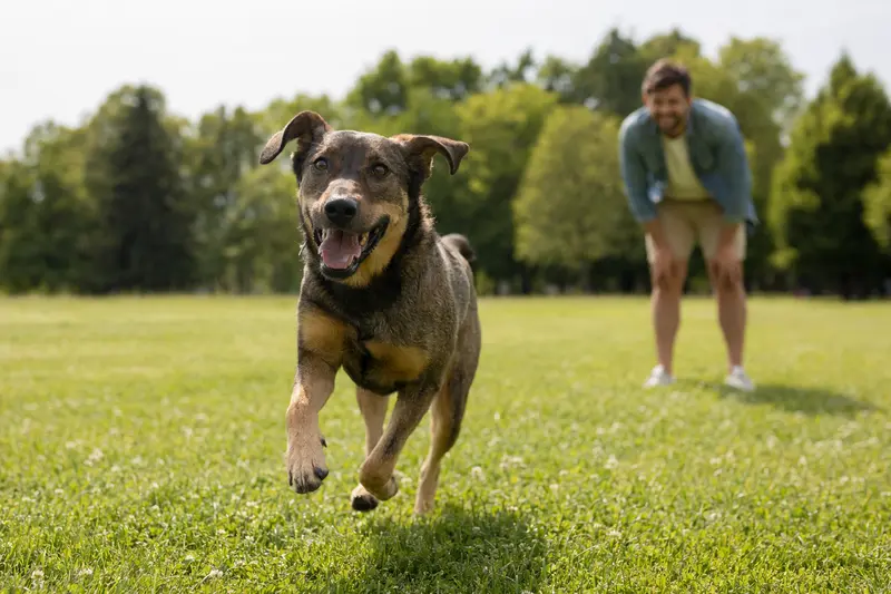 Ein Illyrischer Laufhund läuft fröhlich über eine grüne Wiese, während sein Besitzer im Hintergrund mit ihm spielt.