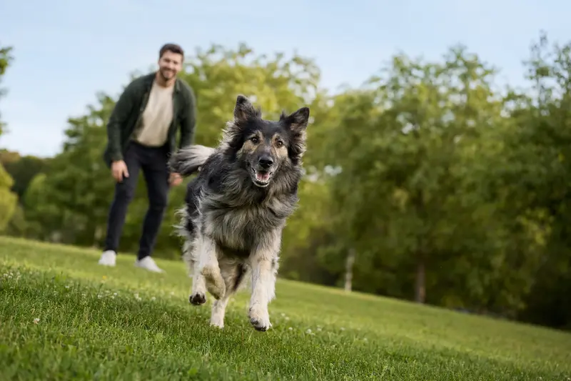 Ein vitaler Illyrischer Schäferhund läuft fröhlich über eine grüne Wiese, während sein Besitzer im Hintergrund spielt.