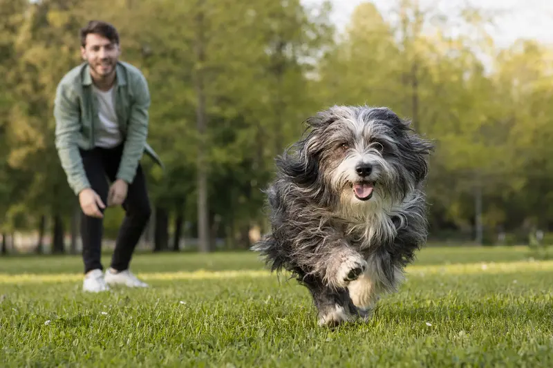 Ein fröhlicher Indian Beardog Hund läuft über eine grüne Wiese, während sein Besitzer im Hintergrund mit ihm spielt.