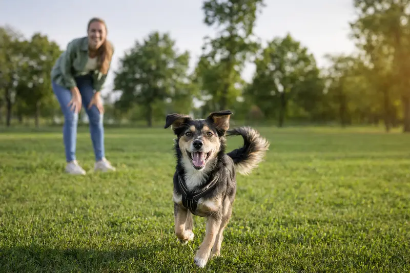 Ein gesunder Indians Dog Hund läuft fröhlich über eine grüne Wiese, während sein Besitzer im Hintergrund spielt.
