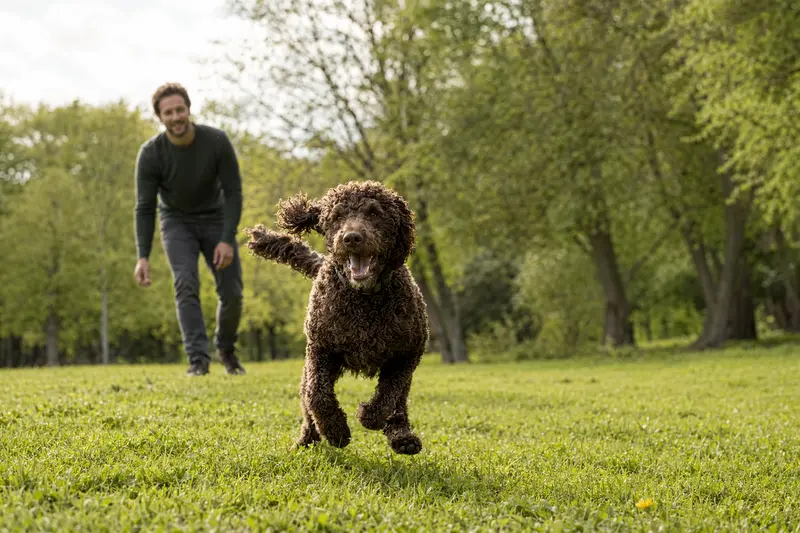 Ein fröhlicher Irischer Wasserspaniel läuft aktiv über eine grüne Wiese, während sein Besitzer im Hintergrund spielt.